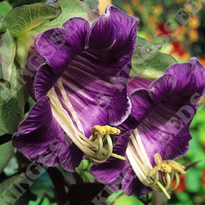 Picture of Cobaea - Scandens Purple